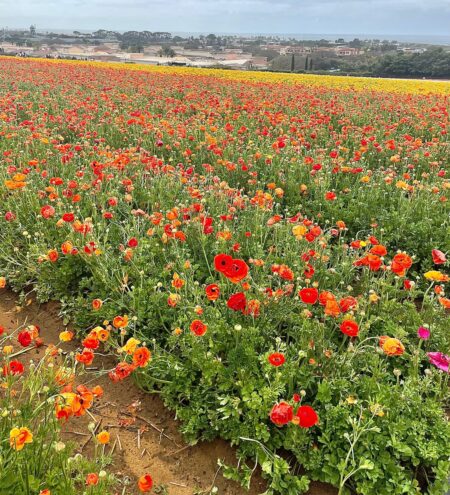 Vivre de manière colorée dans les champs de fleurs à Carlsbad Vivre de manière colorée dans les champs de fleurs à Carlsbad