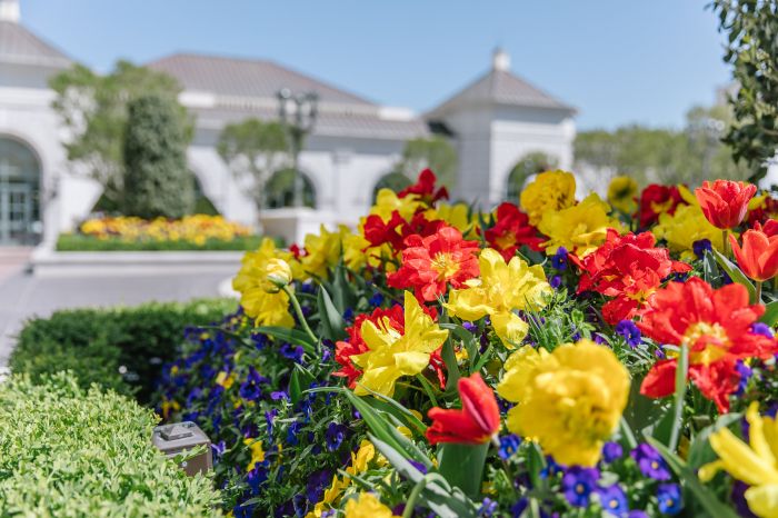5 sites Spring Superbloom qui excitent vos sens
