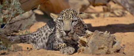 La Commission royale de l'Arabie saoudite pour Alula marque la deuxième semaine annuelle du léopard arabe