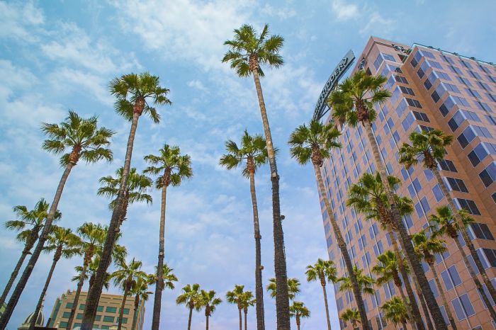 Secret de la Silicon Valley: l'âme vibrante de San Jose Secret de la Silicon Valley: l'âme vibrante de San Jose