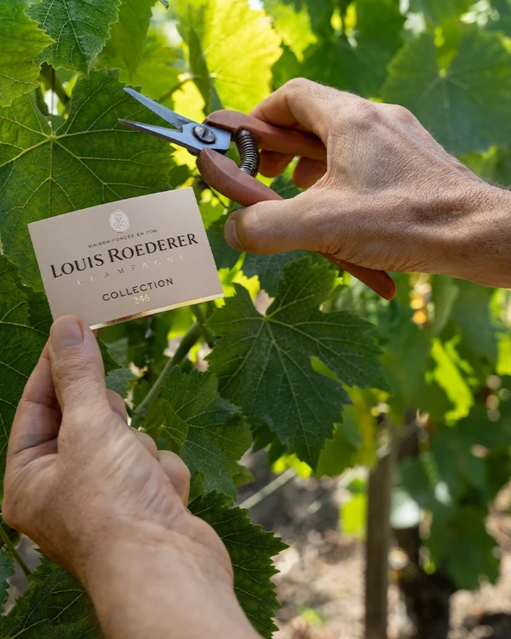 Une main tient une étiquette pour la collection Louis Roederer 246 lors de la taille des vignes.